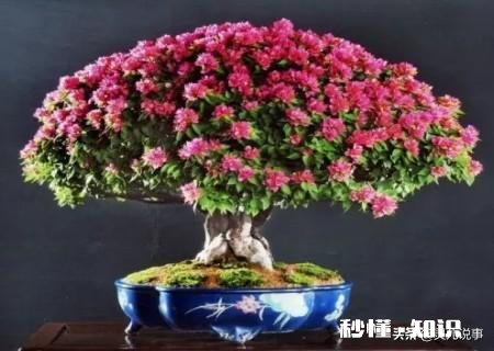 三角梅缓苗多久