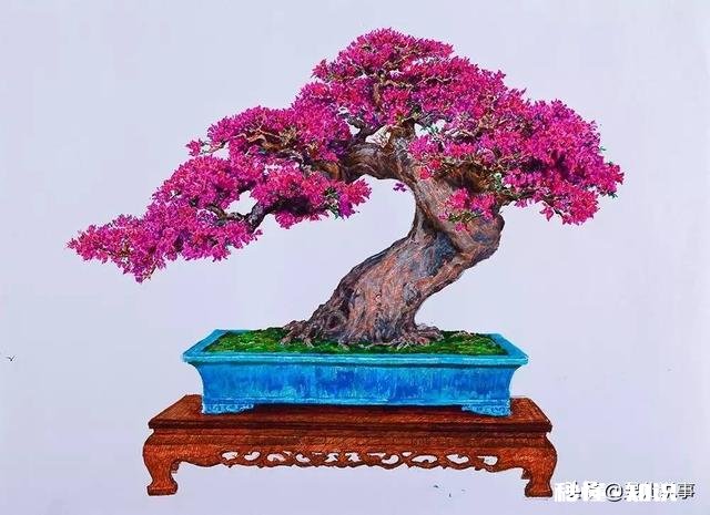 三角梅缓苗多久