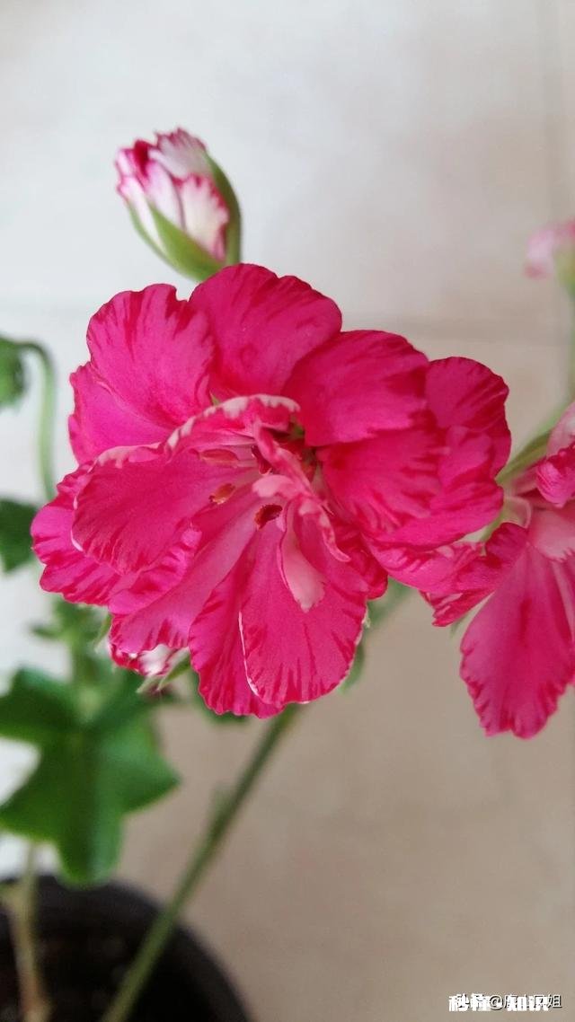 你会努力过好每一天吗