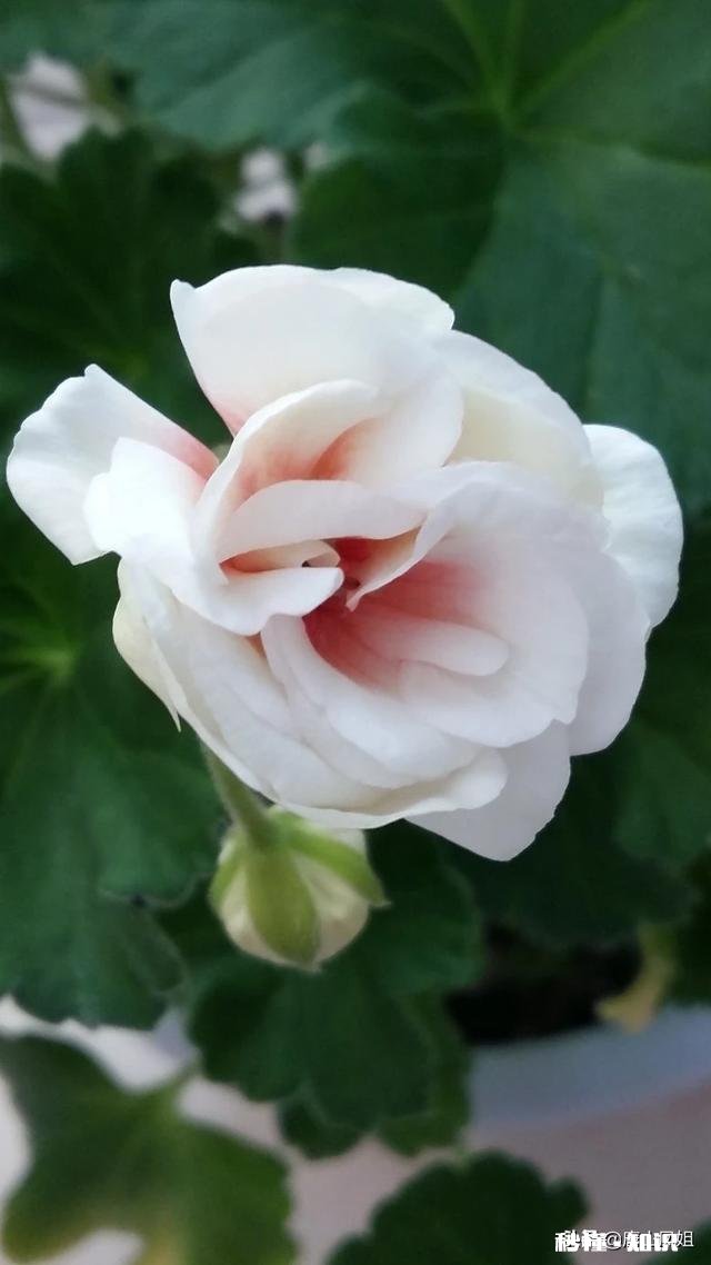 你会努力过好每一天吗