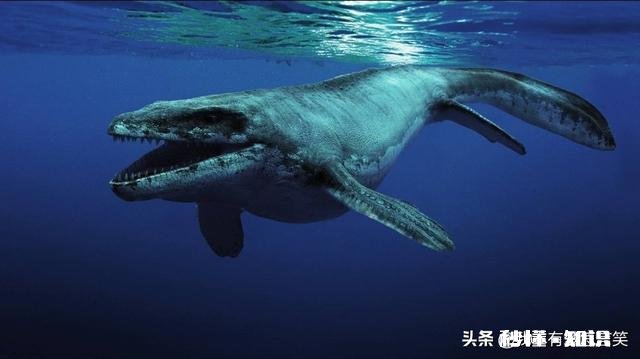 日本累计捕杀了多少鲸鱼