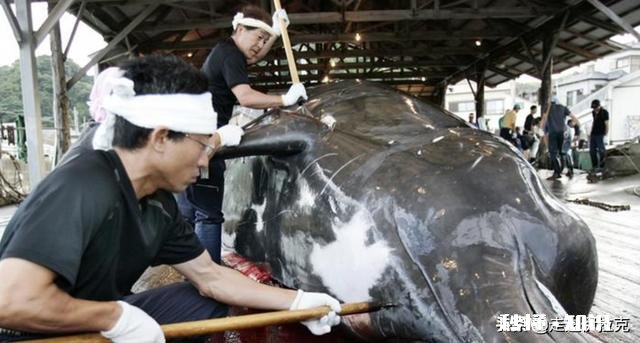 日本累计捕杀了多少鲸鱼