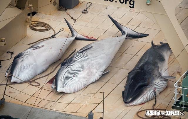 日本累计捕杀了多少鲸鱼