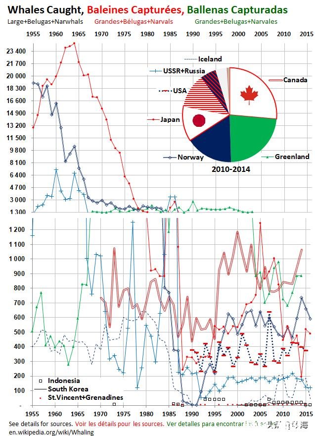 日本累计捕杀了多少鲸鱼