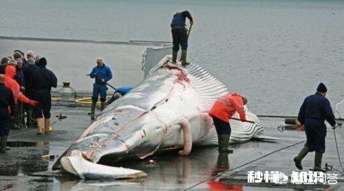 日本累计捕杀了多少鲸鱼