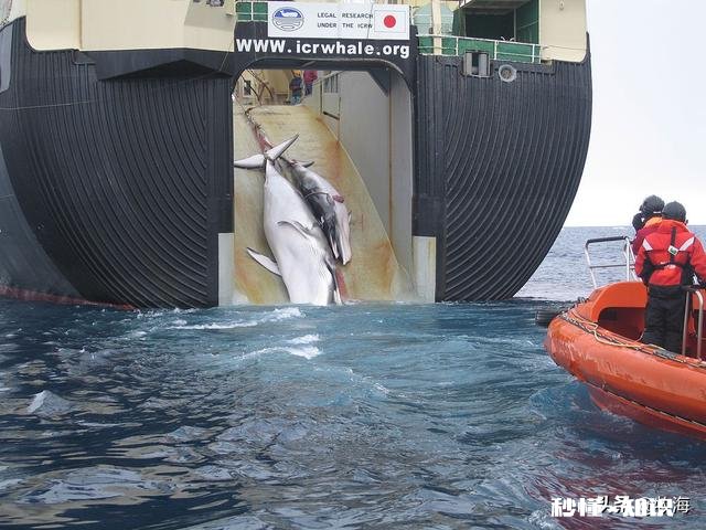 日本累计捕杀了多少鲸鱼
