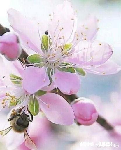 你对有女儿的人借其女儿出嫁索要一、二十万高额彩礼有什么看法是支持还是反对