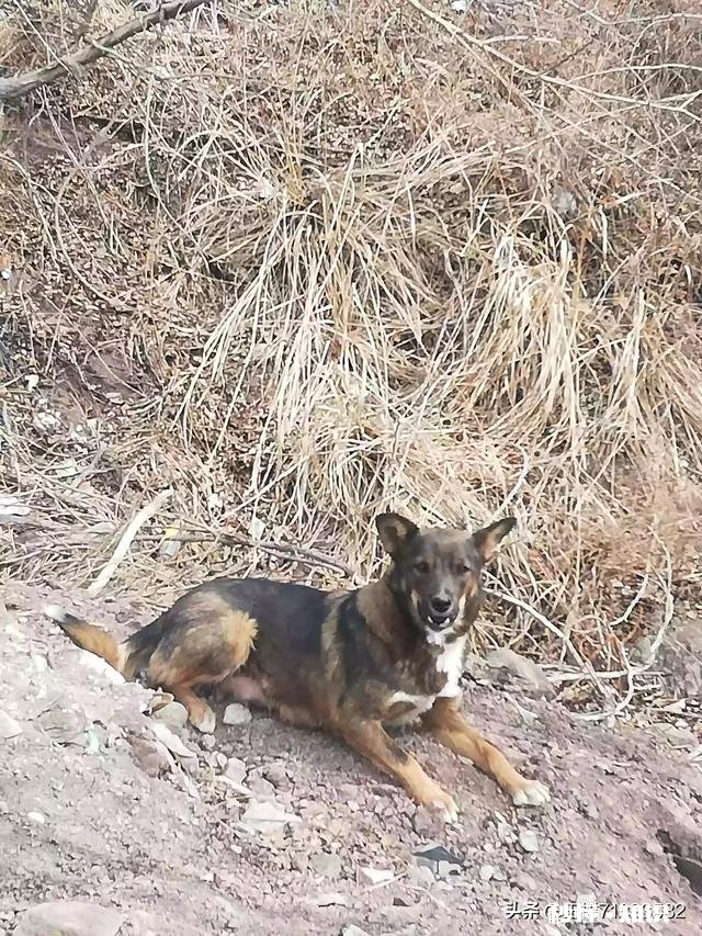 如果白给你一只狗狗，你会选择哪种狗狗为什么