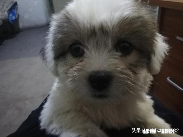 如果白给你一只狗狗，你会选择哪种狗狗为什么