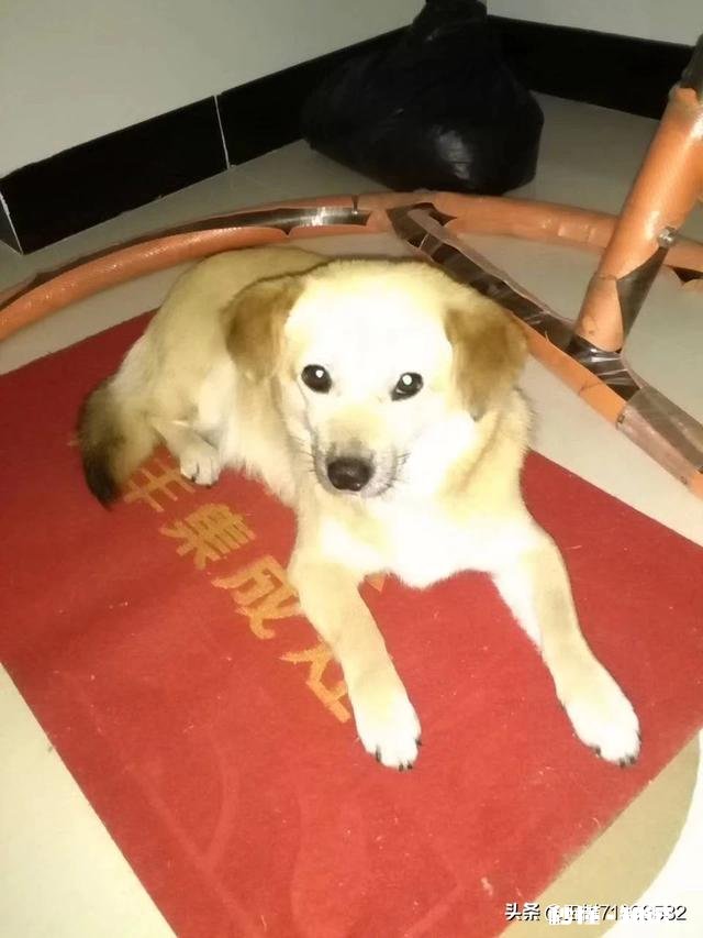 如果白给你一只狗狗，你会选择哪种狗狗为什么