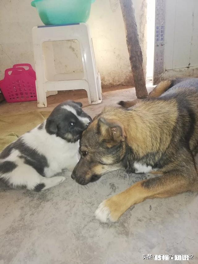 如果白给你一只狗狗，你会选择哪种狗狗为什么