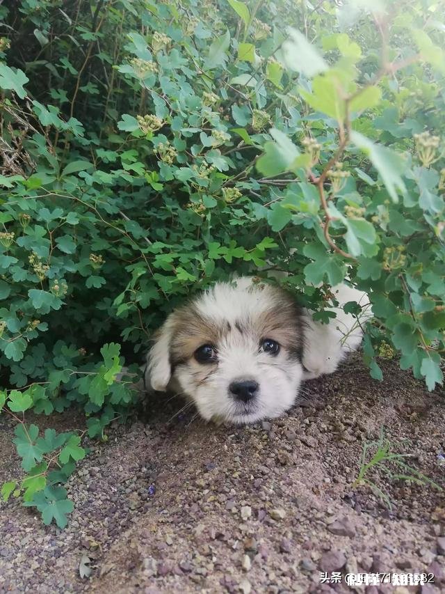 如果白给你一只狗狗，你会选择哪种狗狗为什么