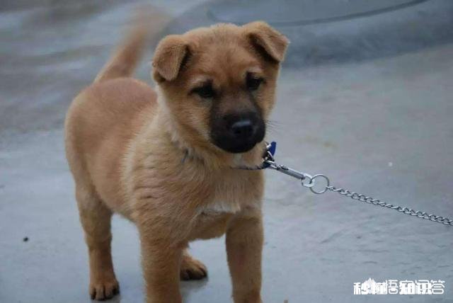 如果白给你一只狗狗，你会选择哪种狗狗为什么