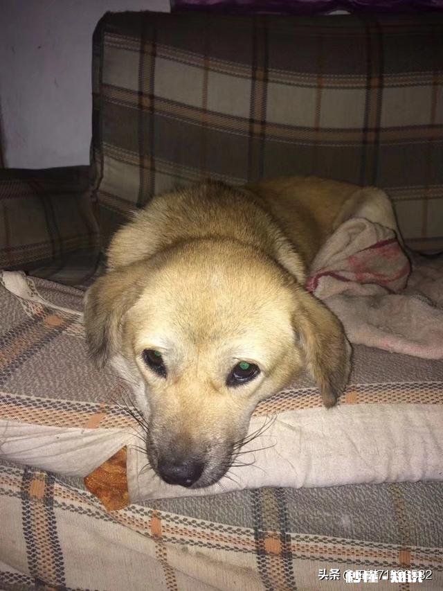 如果白给你一只狗狗，你会选择哪种狗狗为什么