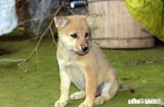 如果白给你一只狗狗，你会选择哪种狗狗为什么