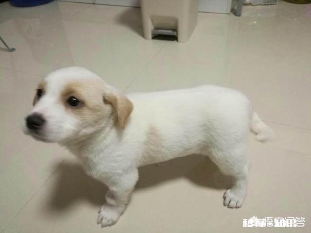 如果白给你一只狗狗，你会选择哪种狗狗为什么
