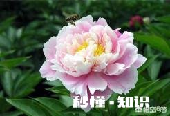 牡丹夏天生长吗