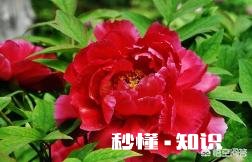 牡丹夏天生长吗