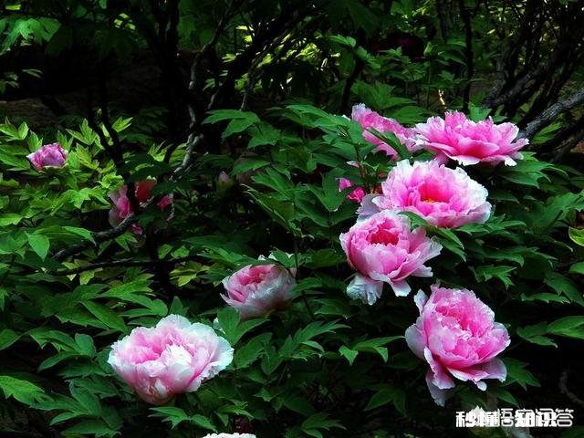 牡丹夏天生长吗