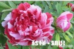 牡丹夏天生长吗