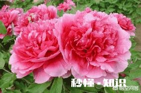 牡丹夏天生长吗