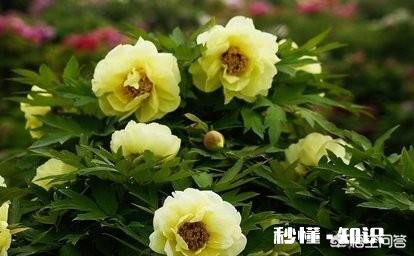 牡丹夏天生长吗