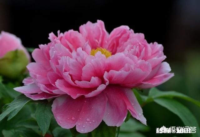 牡丹夏天生长吗