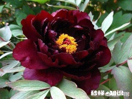 牡丹夏天生长吗