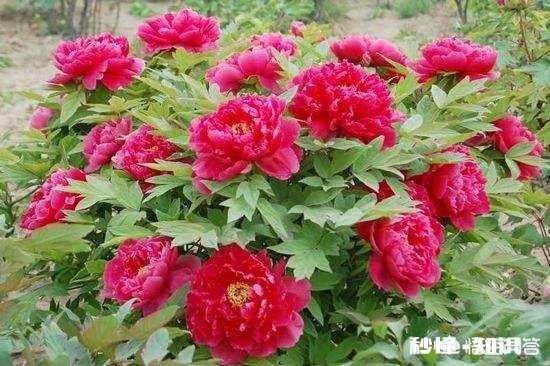 牡丹夏天生长吗