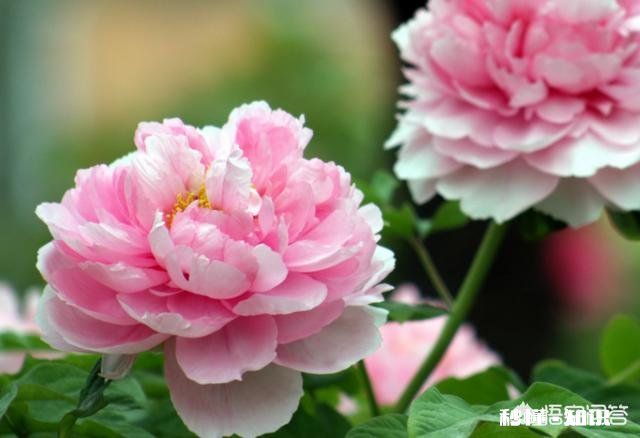 牡丹夏天生长吗