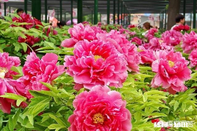 牡丹夏天生长吗