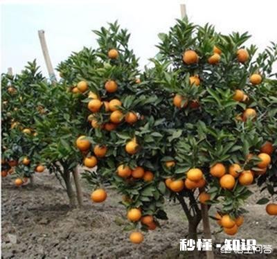 5月份还适合稼接柑桔树吗