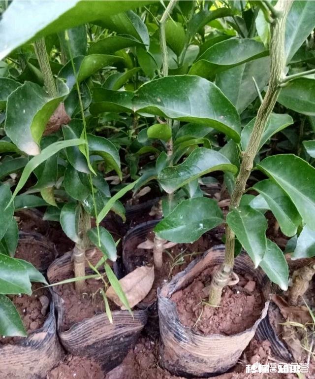 5月份还适合稼接柑桔树吗