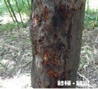 二年的苹果杆变色了，是不是干腐病，怎么办