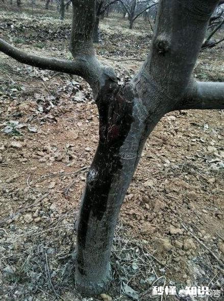 二年的苹果杆变色了，是不是干腐病，怎么办