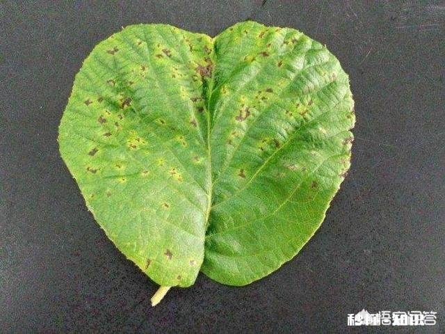 如何同时防治炭疽病、白粉病、腐烂病、黑点病等病害