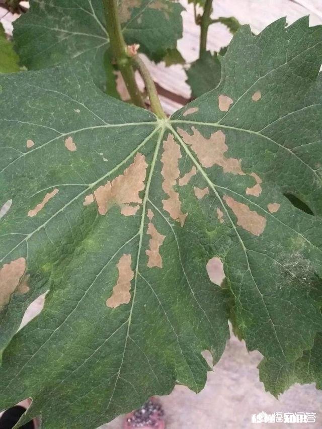 如何同时防治炭疽病、白粉病、腐烂病、黑点病等病害