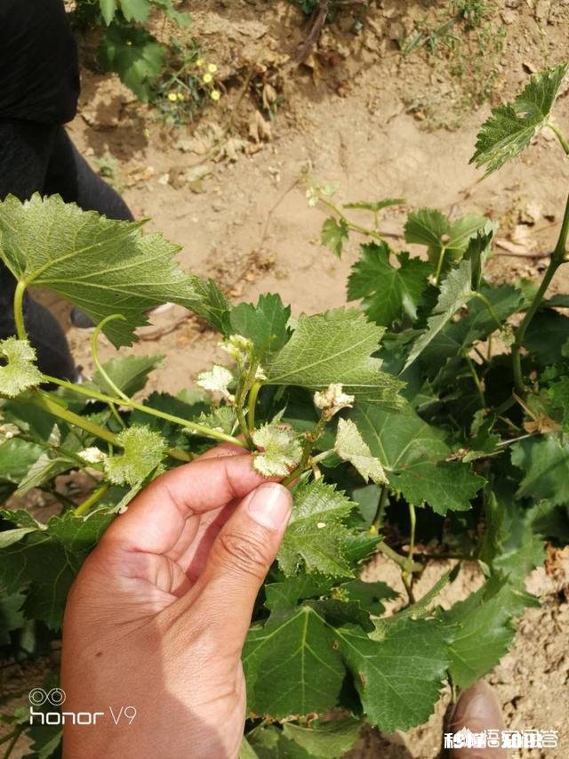 如何同时防治炭疽病、白粉病、腐烂病、黑点病等病害