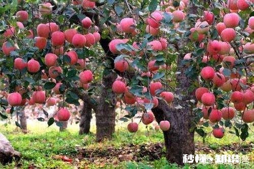 如何同时防治炭疽病、白粉病、腐烂病、黑点病等病害