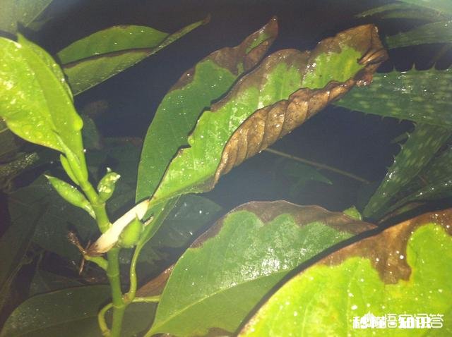 如何同时防治炭疽病、白粉病、腐烂病、黑点病等病害