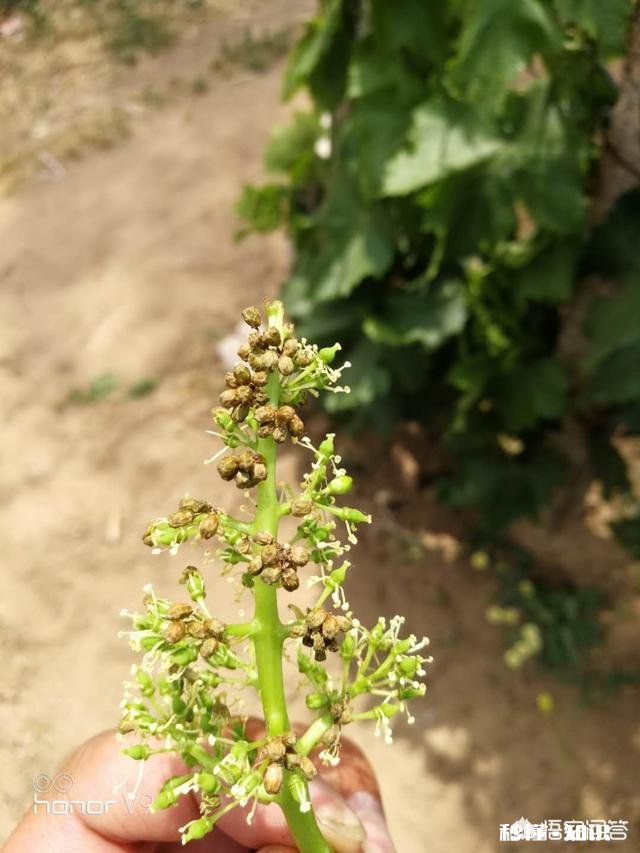 如何同时防治炭疽病、白粉病、腐烂病、黑点病等病害