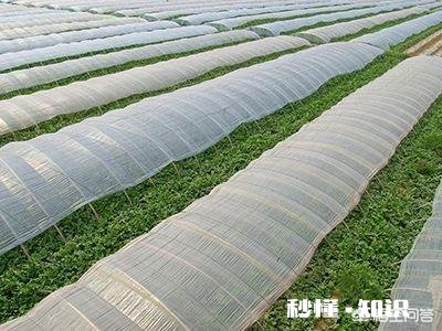 大棚升温剂为何是疏菜的“保护神”