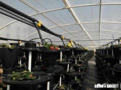 大棚升温剂为何是疏菜的“保护神”