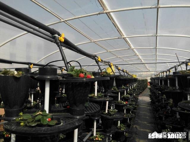 大棚升温剂为何是疏菜的“保护神”