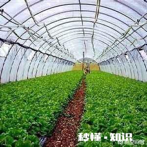 大棚升温剂为何是疏菜的“保护神”