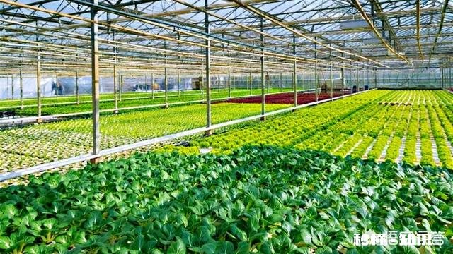 大棚升温剂为何是疏菜的“保护神”