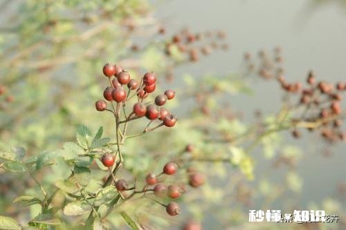 蔷薇和月季的种子，怎样处理发芽出苗率高