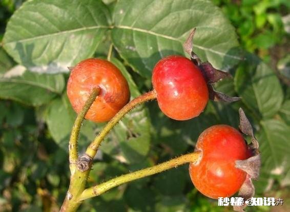 蔷薇和月季的种子，怎样处理发芽出苗率高