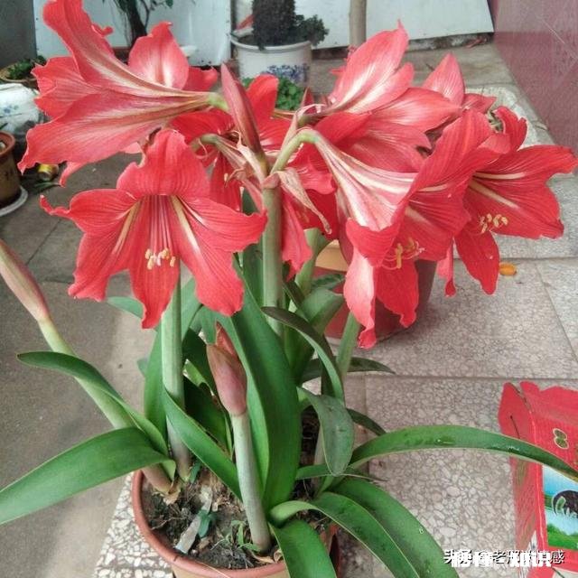 两个女儿买房婆婆各给15万，儿子买车不赞助，遇到这样的婆婆怎么办