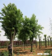 元宝枫树现在能修剪吗